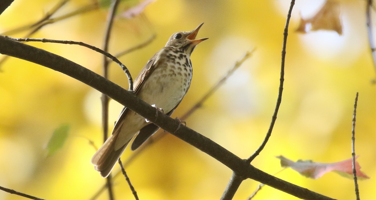 Дрізд-короткодзьоб плямистоволий - ML645535229