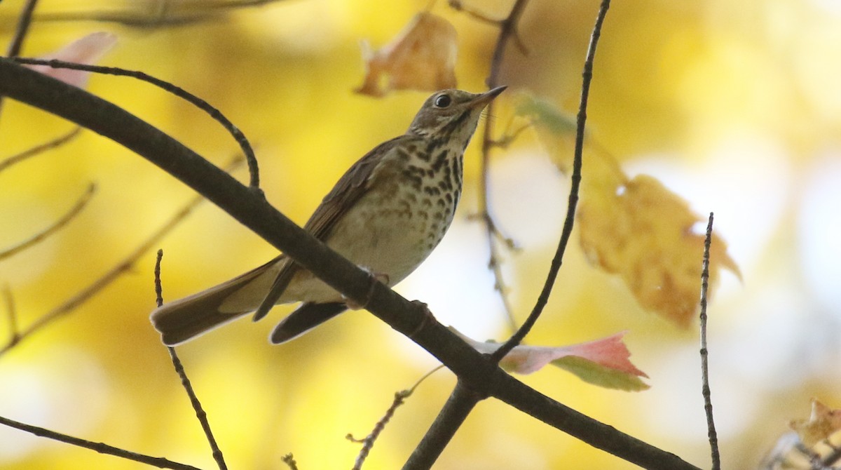 Дрізд-короткодзьоб плямистоволий - ML645535230