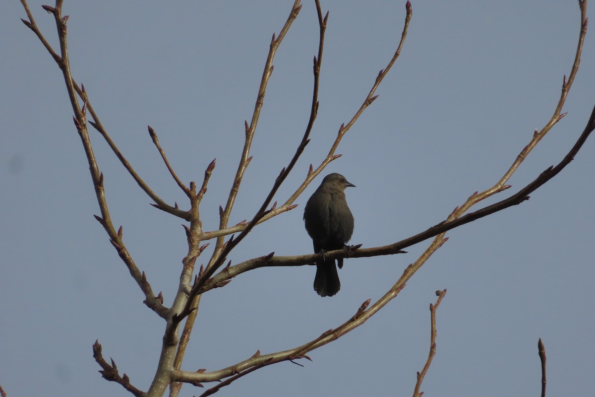 Brewer's Blackbird - ML645535235