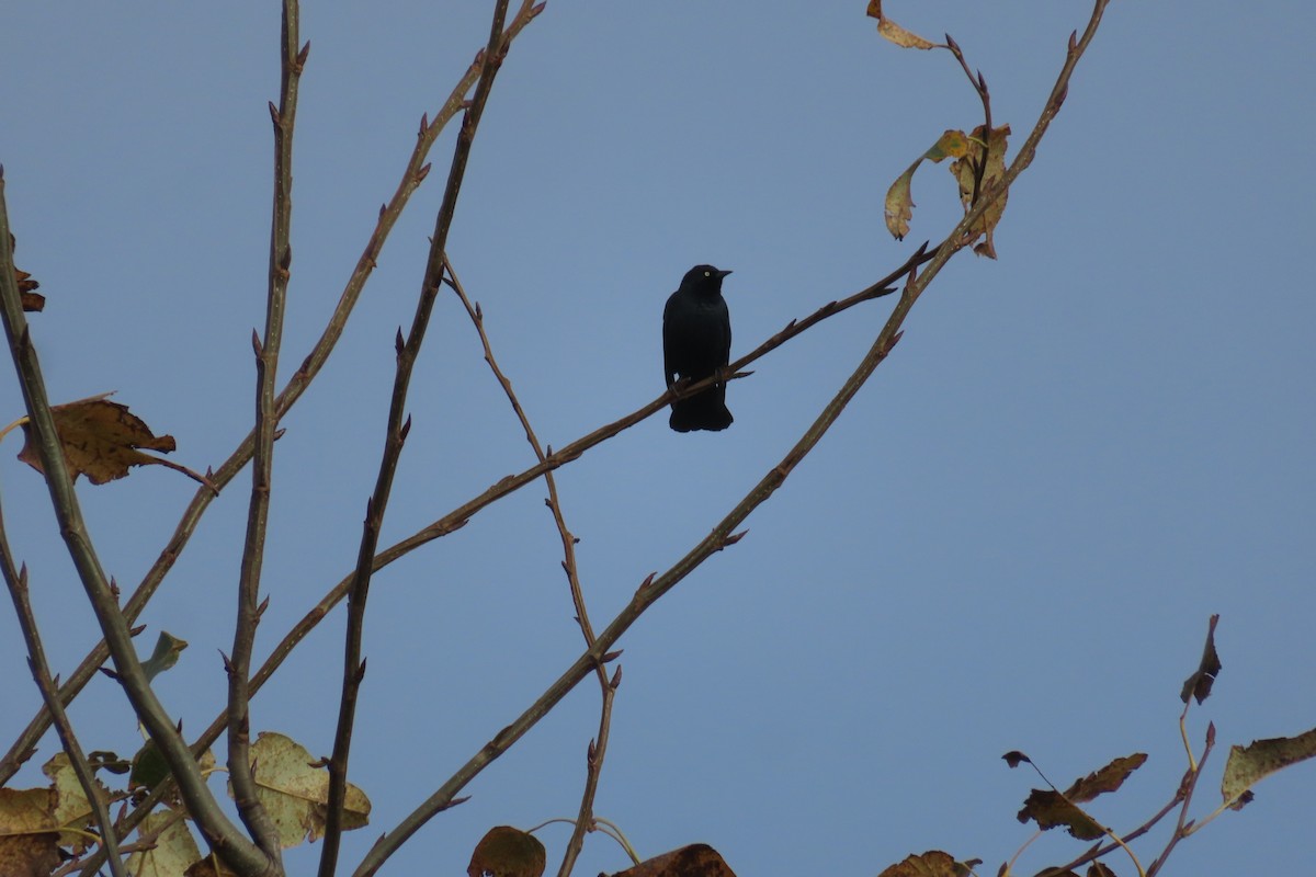 Brewer's Blackbird - ML645535236