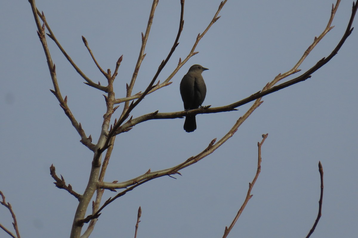 Brewer's Blackbird - ML645535237