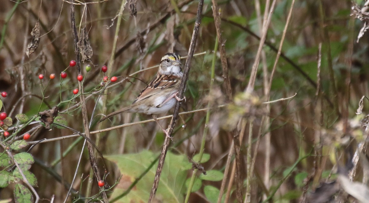 Бруант білогорлий - ML645535247