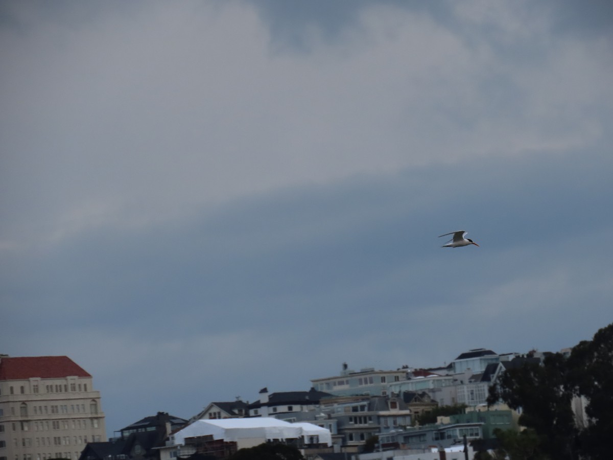 Elegant Tern - ML645535249