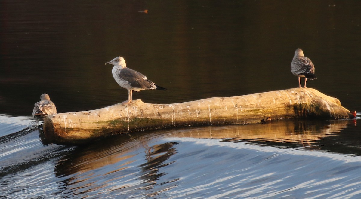 Мартин чорнокрилий - ML645535258