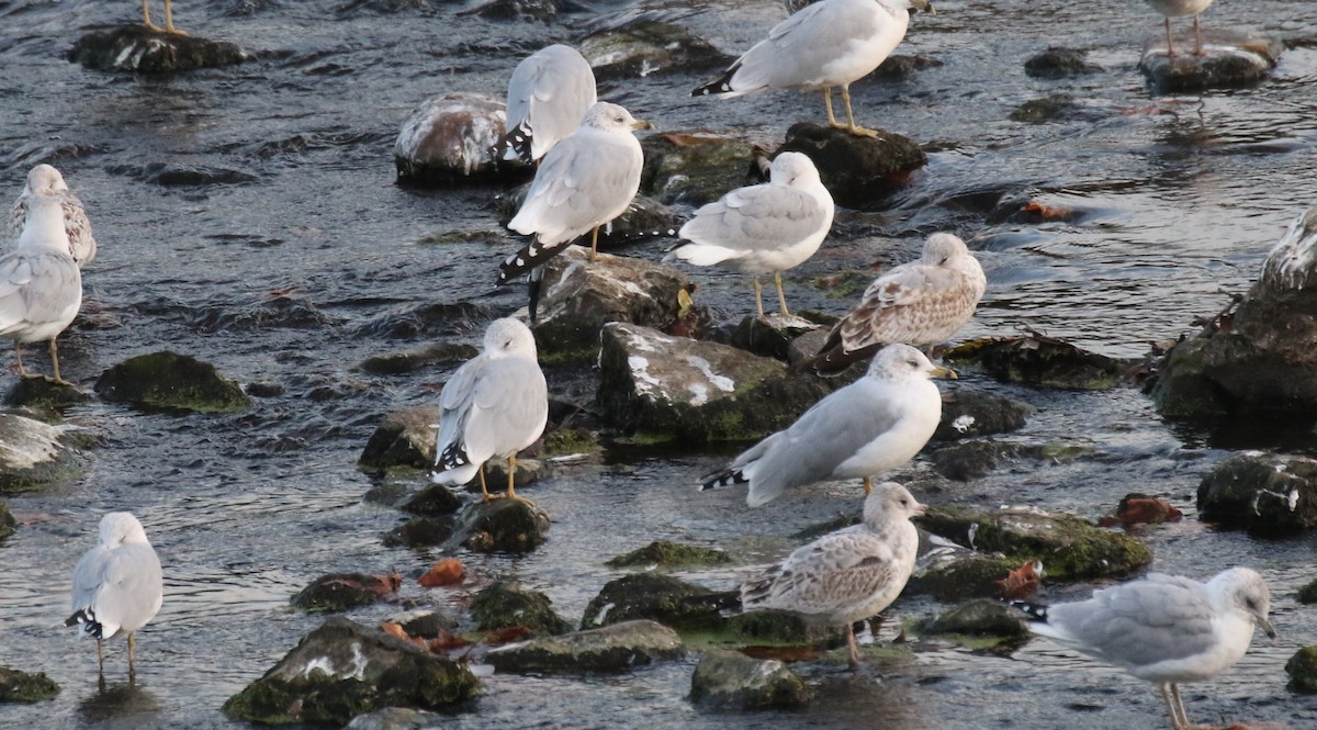 Мартин делаверський - ML645535260