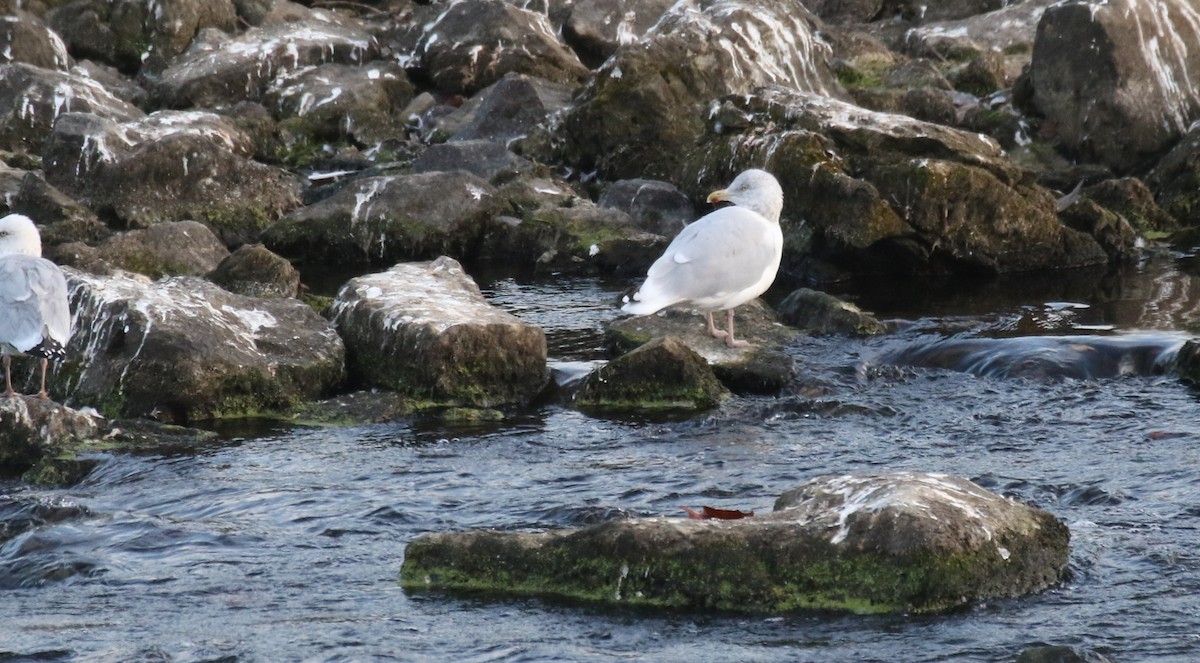 Мартин американський - ML645535261