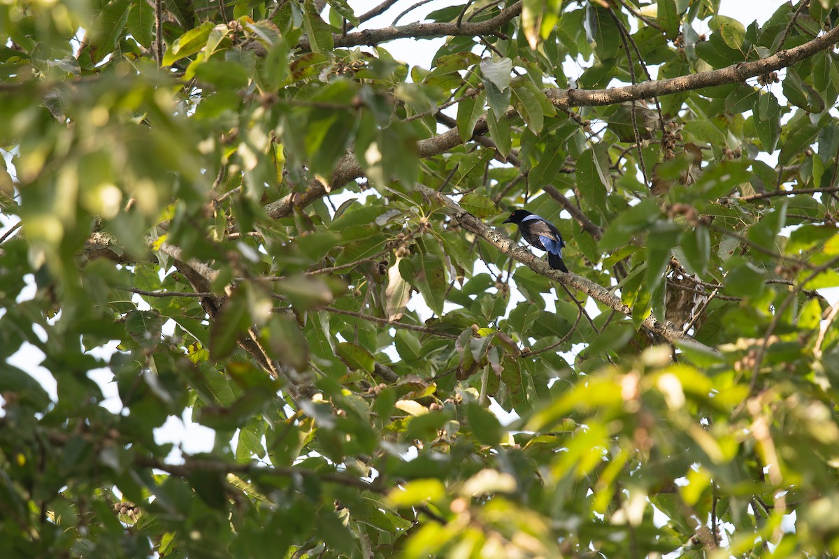 Türkisfeenvogel - ML645535262