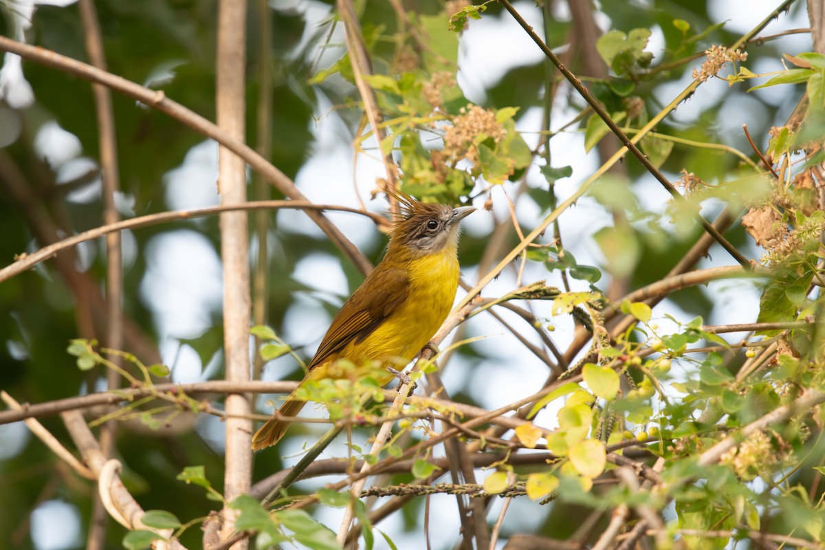 White-throated Bulbul - ML645535263
