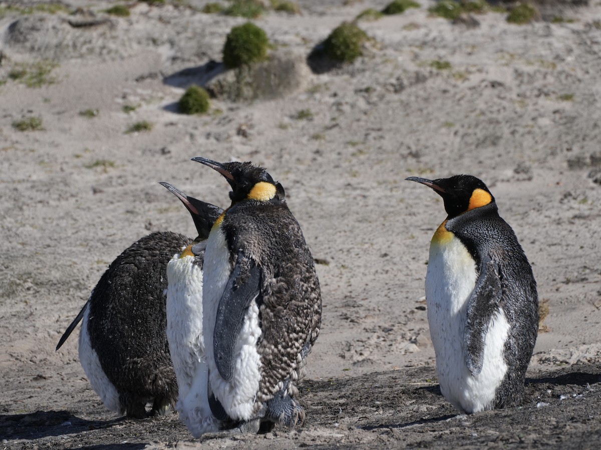 King Penguin - ML645535270