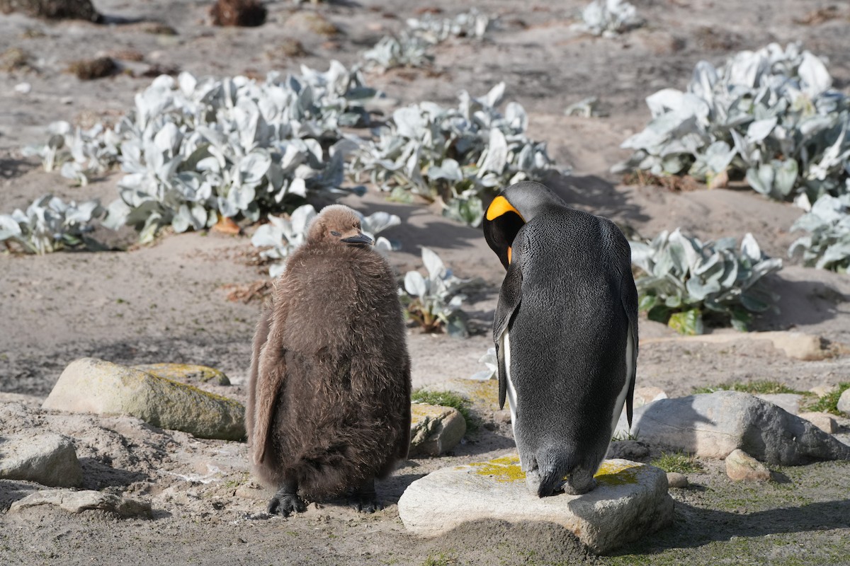 King Penguin - ML645535271