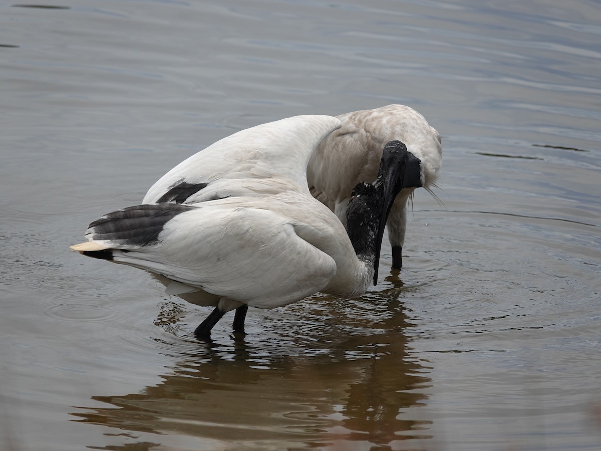 Australian Ibis - ML645535272