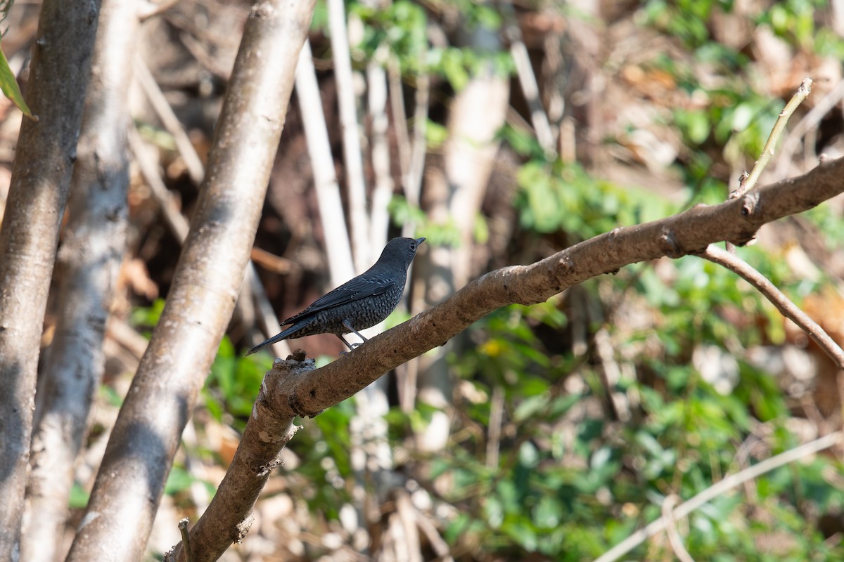 Blue Rock-Thrush - ML645535273