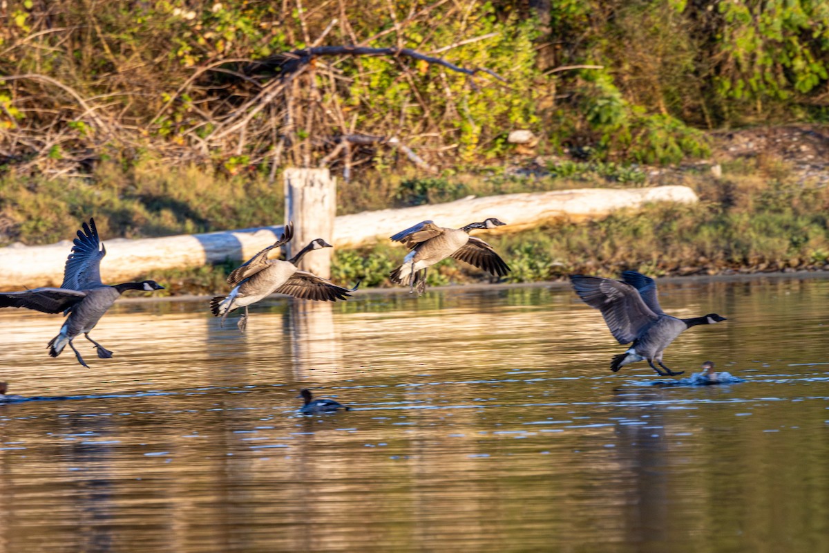 Canada Goose - ML645535274