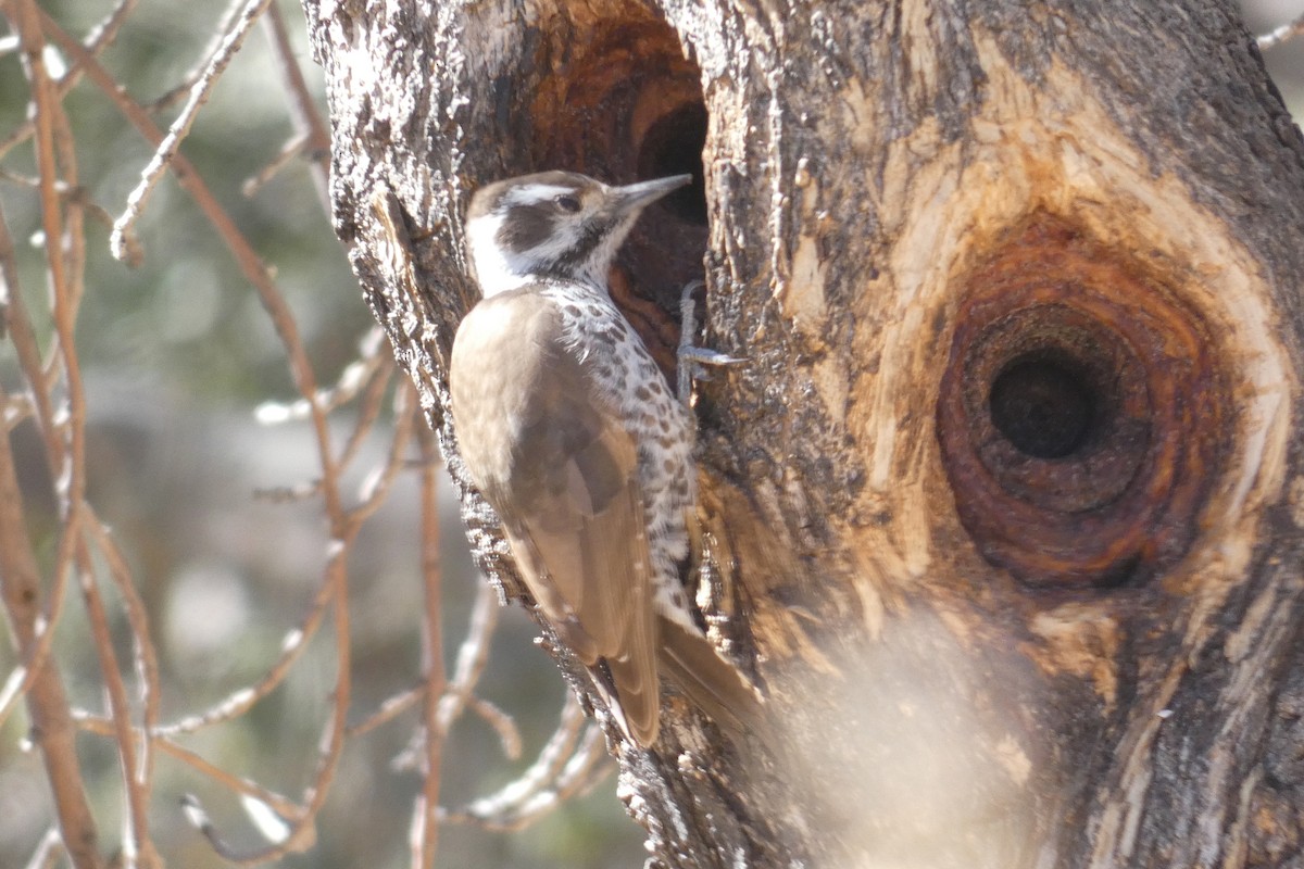 Arizona Woodpecker - ML645535276