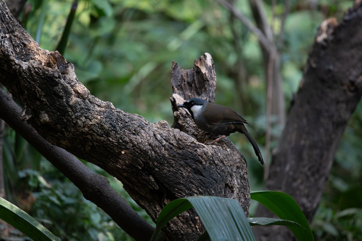 Black-throated Laughingthrush - ML645535277