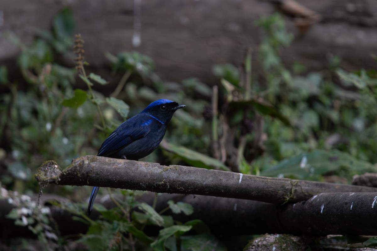 Large Niltava - ML645535279