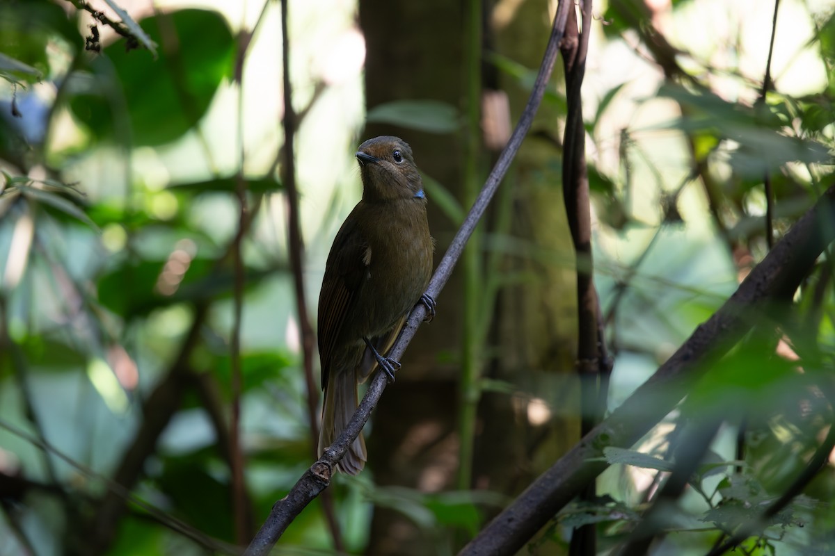 Large Niltava - ML645535281