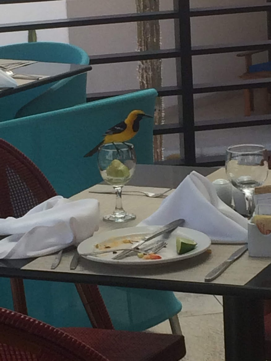 Hooded Oriole - ML645535282