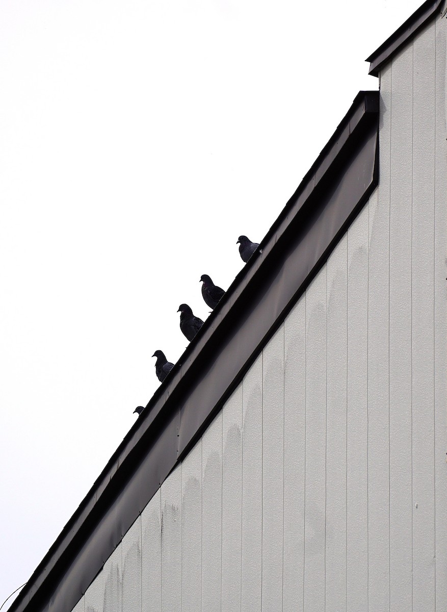 Rock Pigeon (Feral Pigeon) - ML645535283