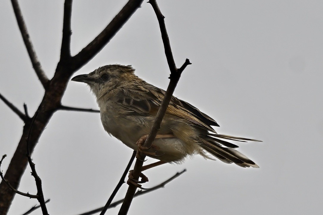 Croaking Cisticola - ML645535287