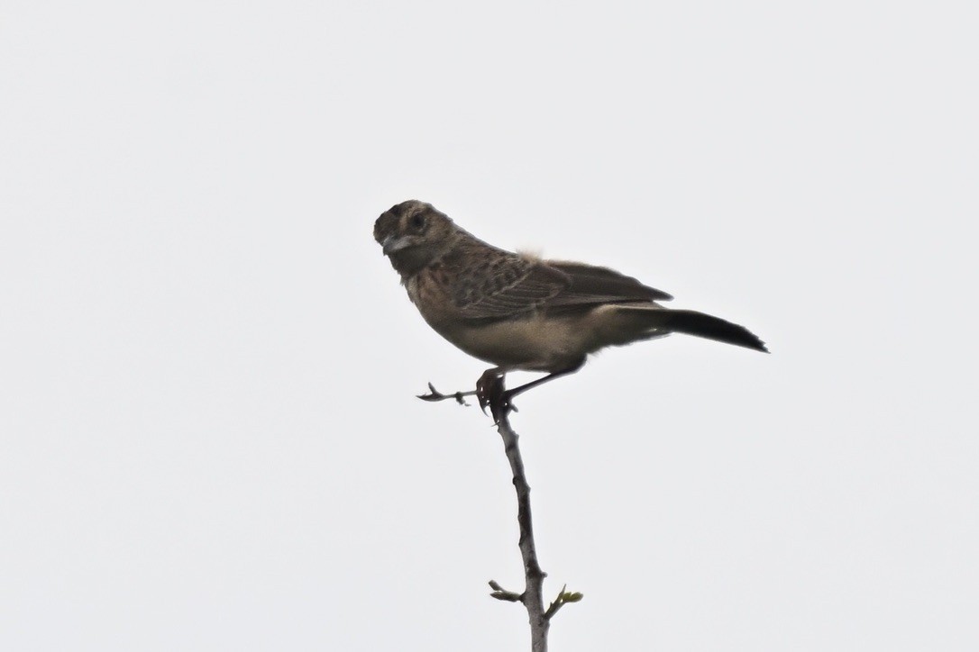 Flappet Lark - ML645535291