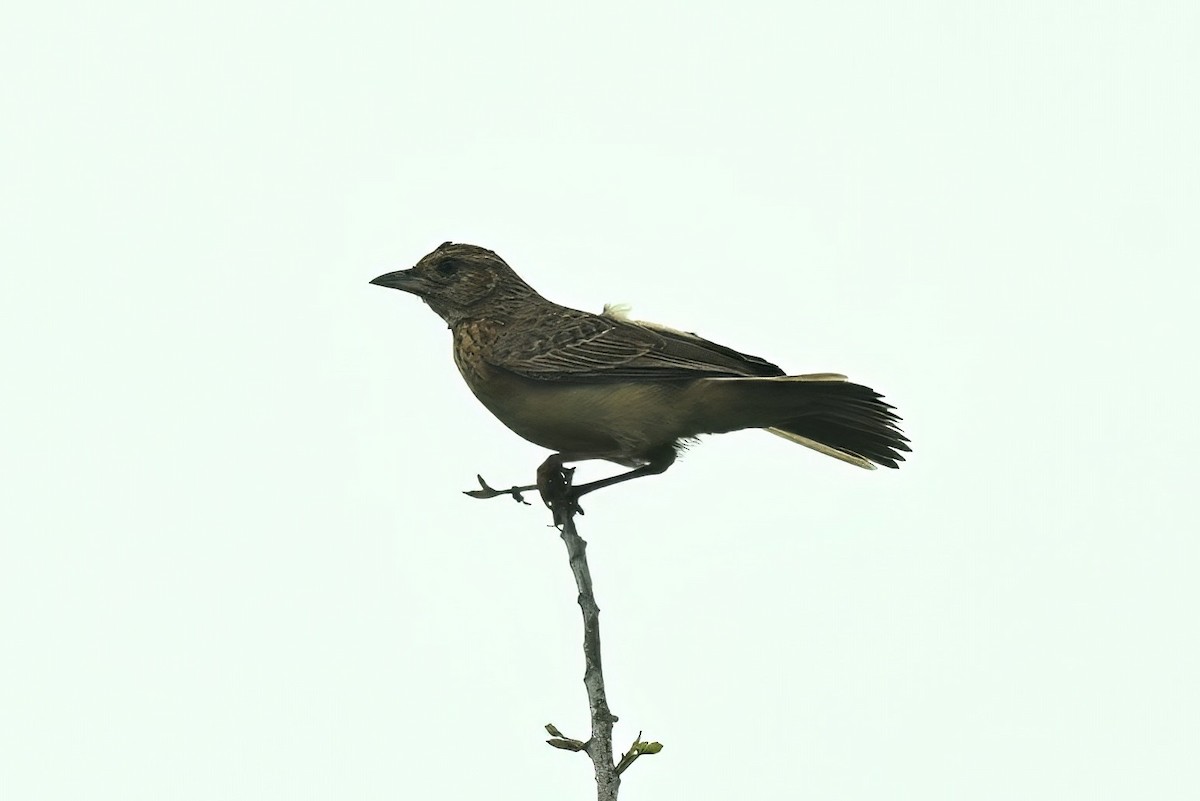 Flappet Lark - ML645535292