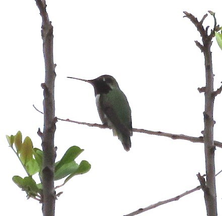 kalypta růžovohlavá - ML645535294