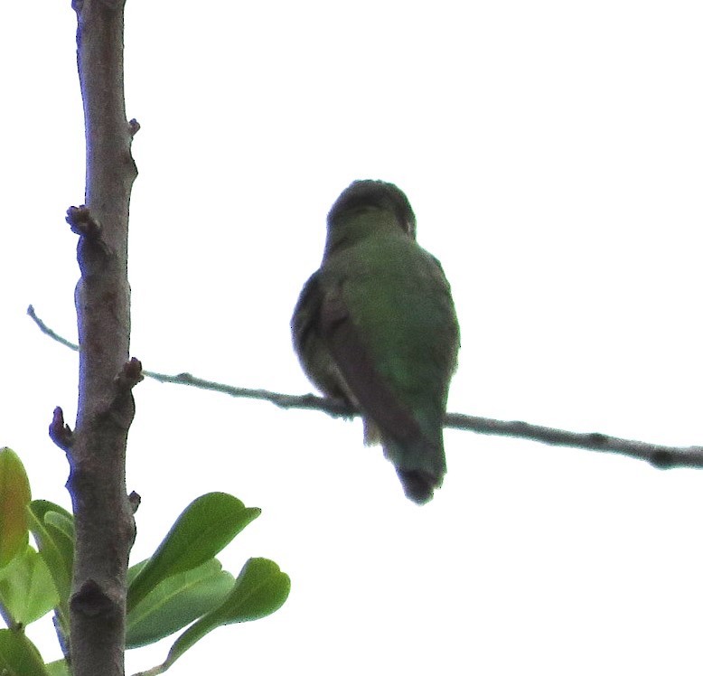 kalypta růžovohlavá - ML645535295