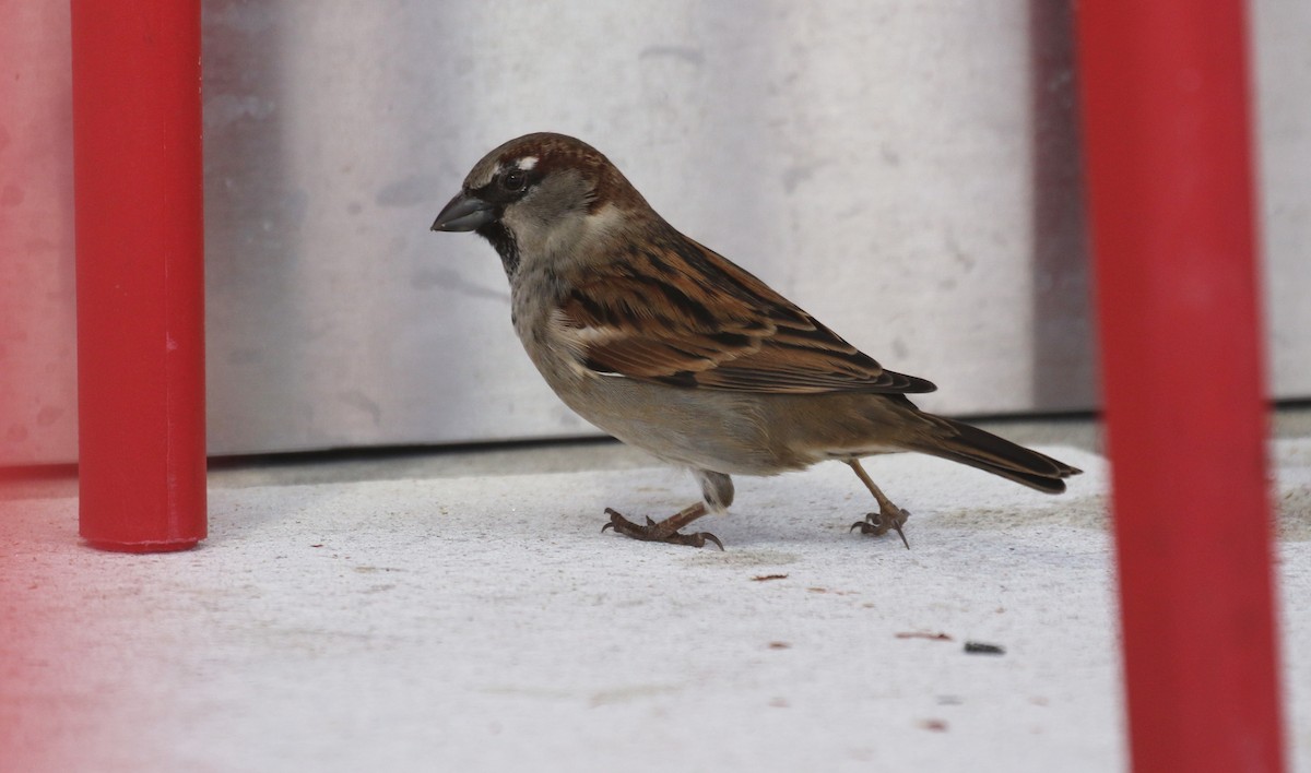 House Sparrow - ML645535300