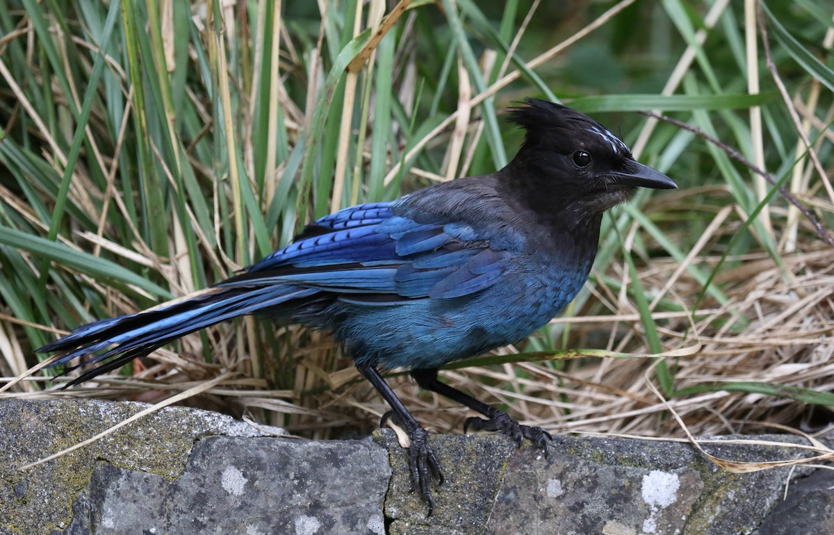 Steller's Jay (Coastal) - ML645535334