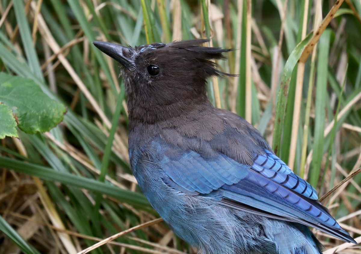 Steller's Jay (Coastal) - ML645535335