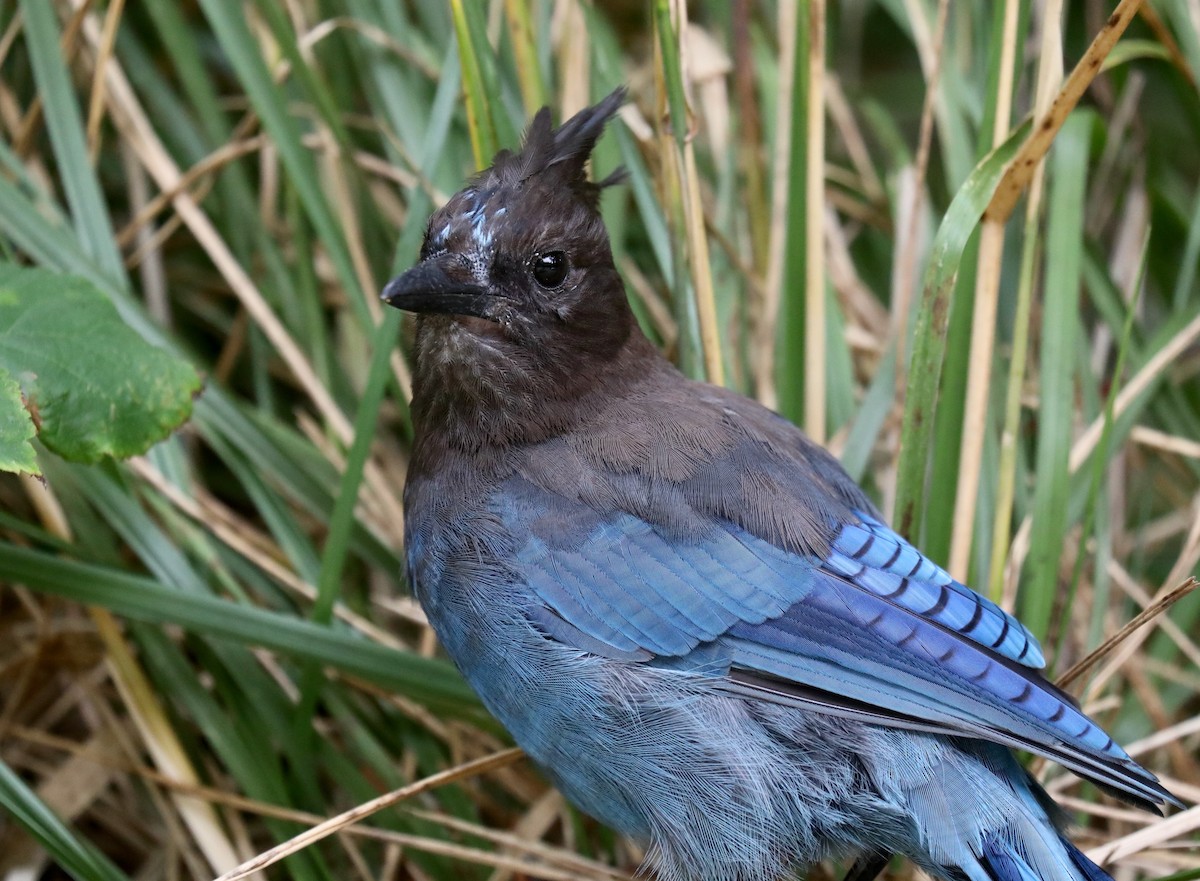 Steller's Jay (Coastal) - ML645535336