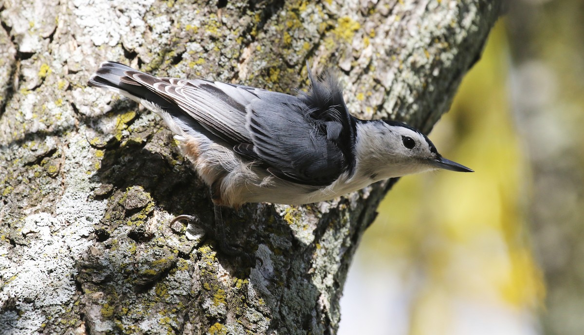 White-breasted Nuthatch - ML645535362