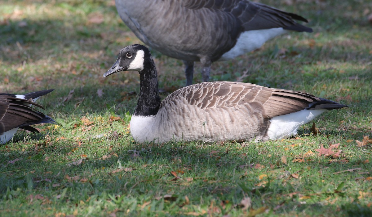 Canada Goose - ML645535363