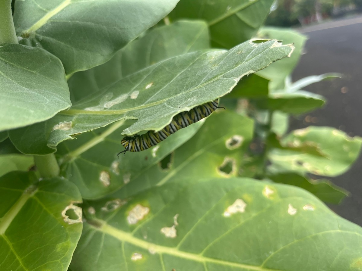 Monarch - ML645535374