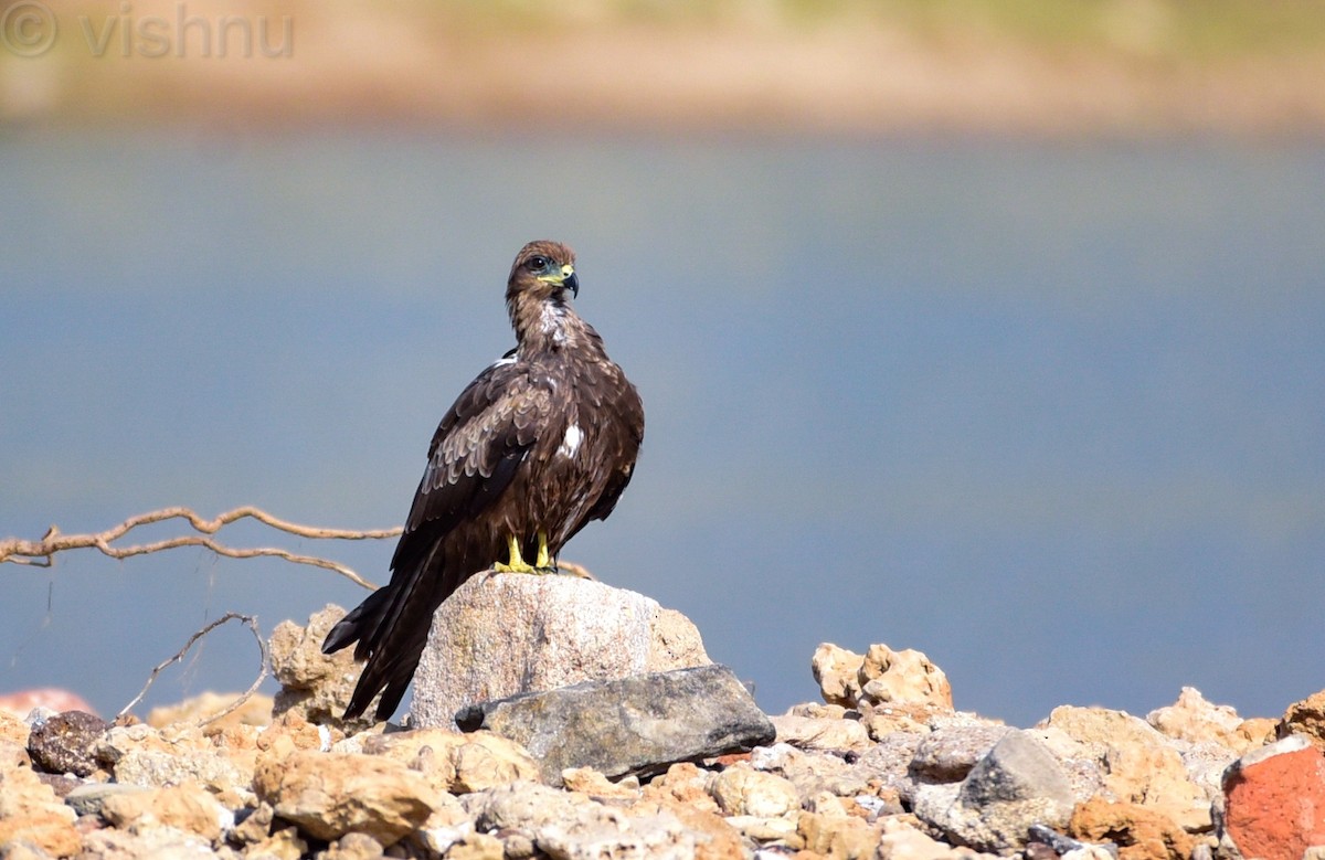 Black Kite (Black) - ML645535385