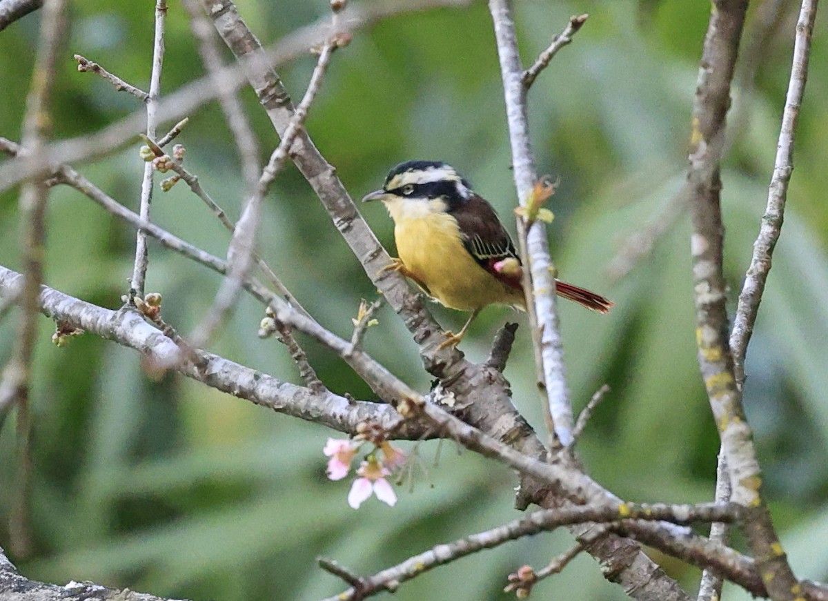 Red-tailed Minla - ML645535387