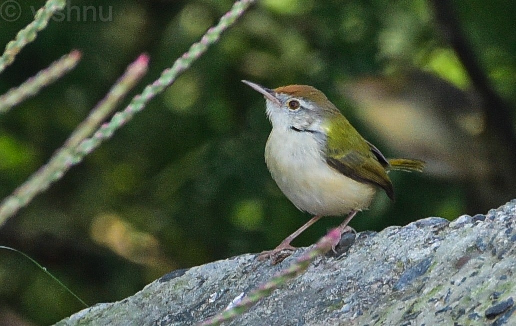 langstjertskredderfugl - ML645535389