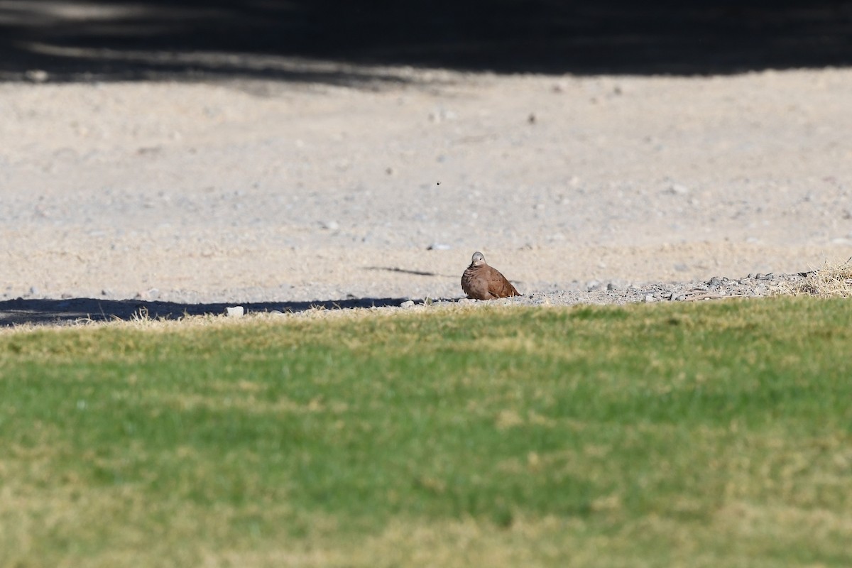 Ruddy Ground Dove - ML645535391