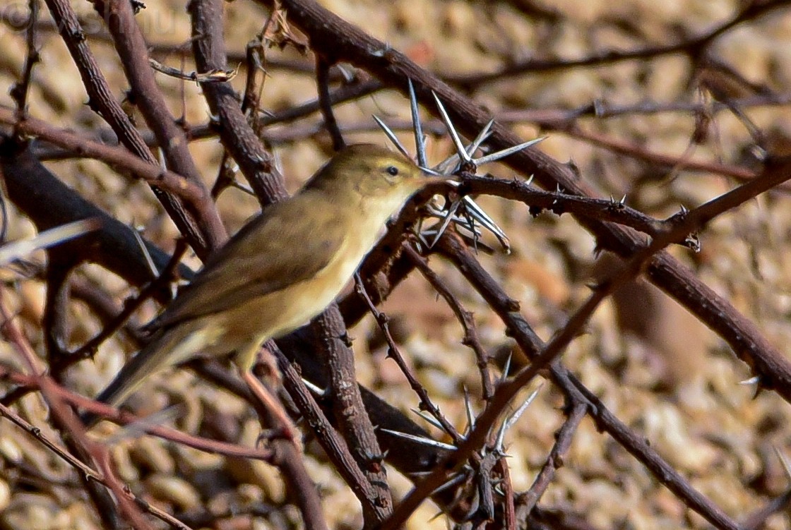 Blyth's Reed Warbler - ML645535393
