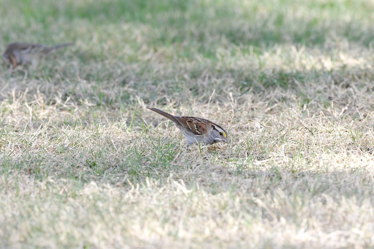 White-throated Sparrow - ML645535394