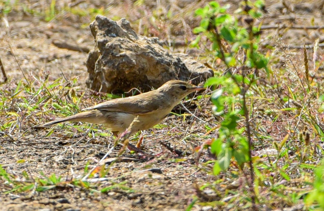 Sykes's Warbler - ML645535401