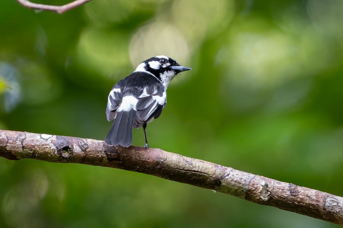 White-eared Monarch - ML645535405