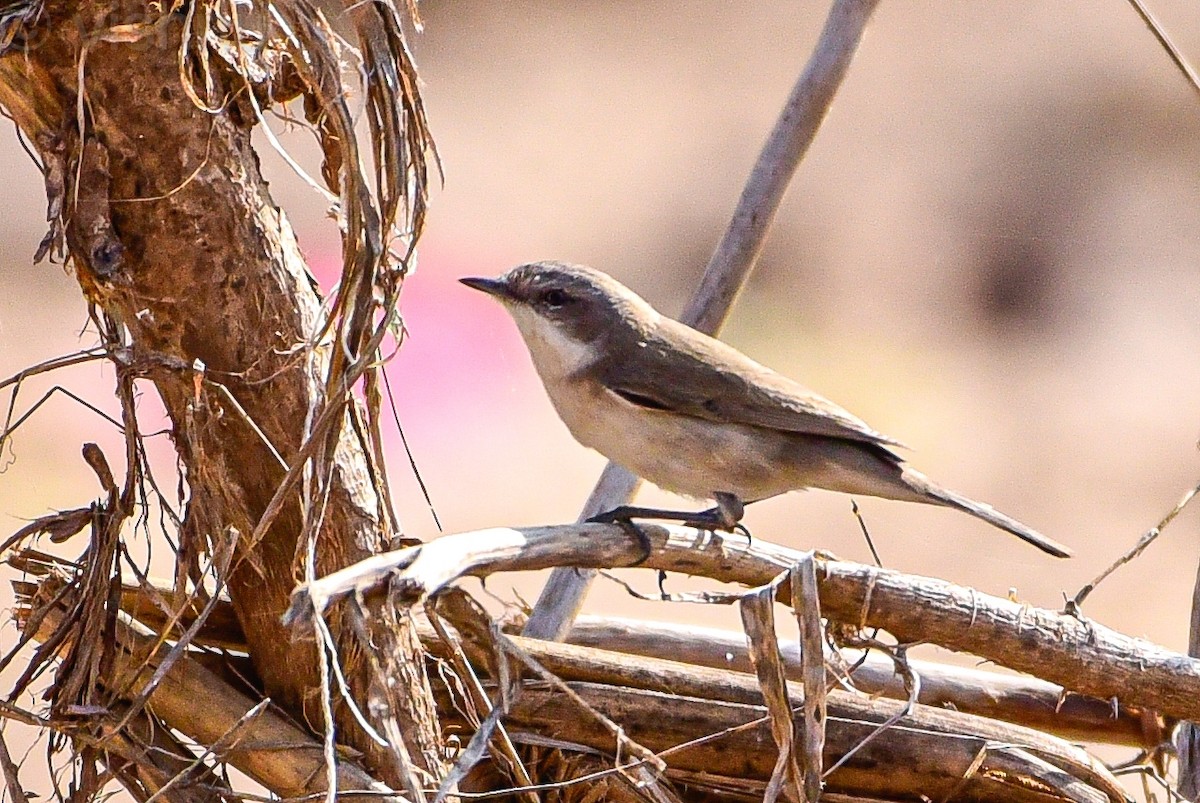 Lesser Whitethroat - ML645535406