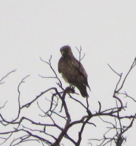 Cooper's Hawk - ML645535412