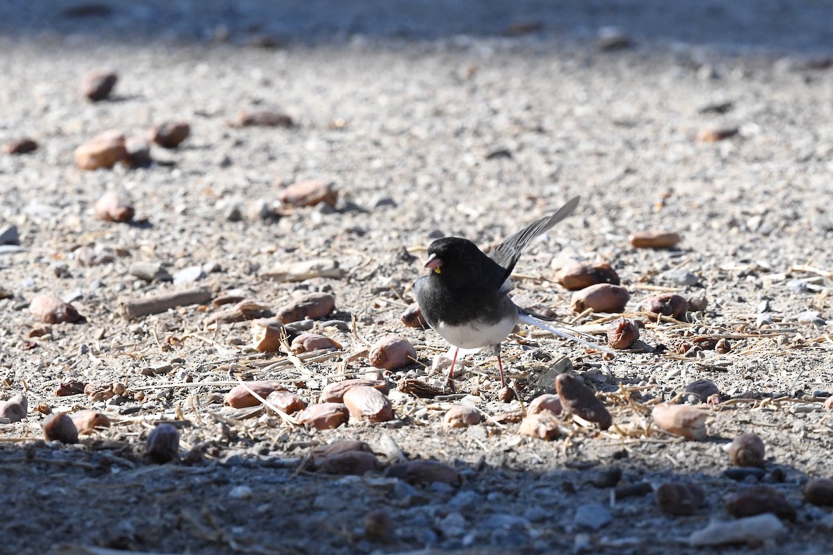 Dark-eyed Junco (Slate-colored) - ML645535414