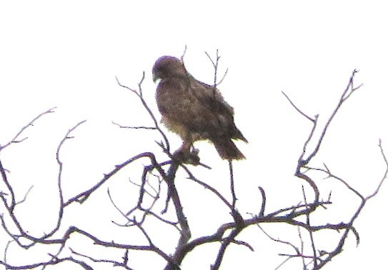Cooper's Hawk - ML645535417