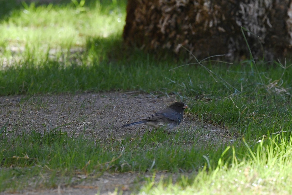 Dark-eyed Junco (Slate-colored) - ML645535418