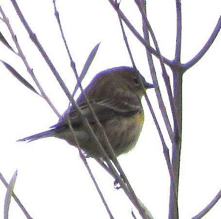 lesňáček žlutoskvrnný (ssp. auduboni) - ML645535419