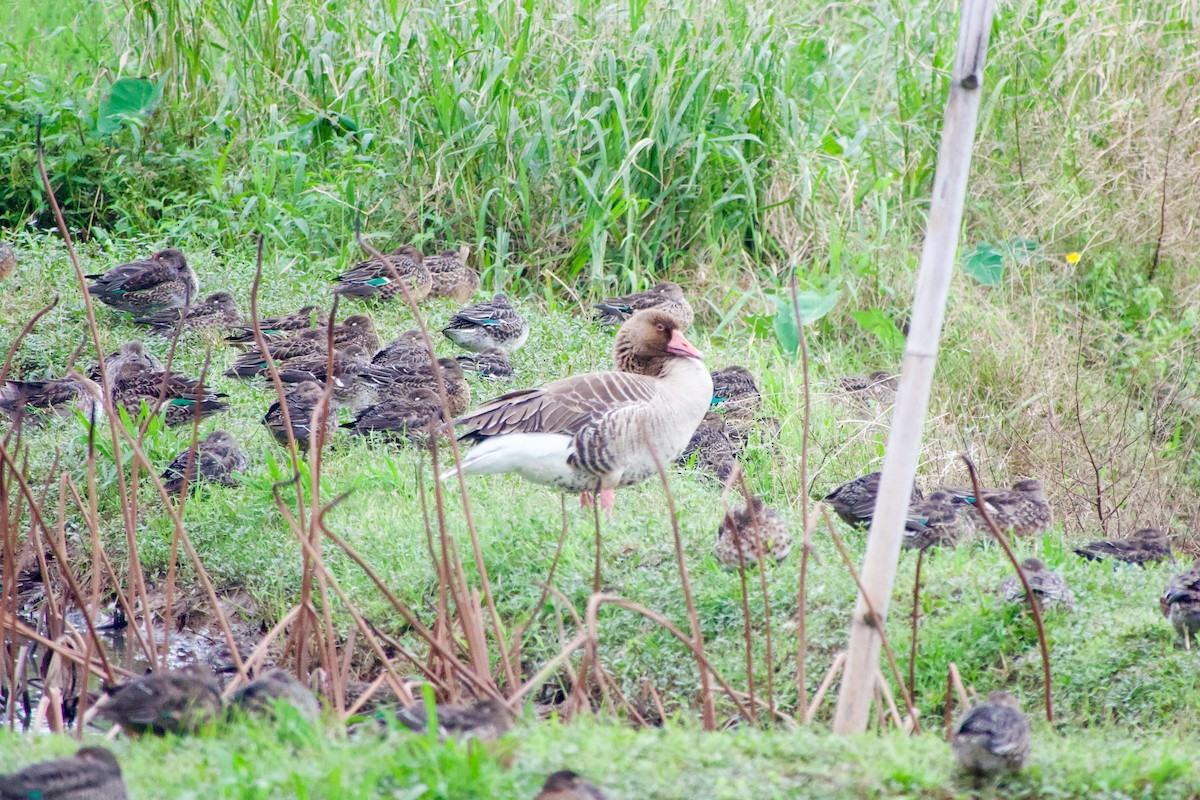 Гуска сіра - ML645535423